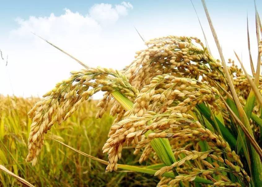 在12,000多年前,中国的湖南等黄河长江流域的土地都已经种植起了水稻.