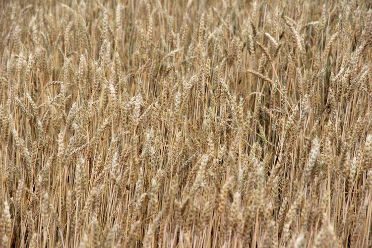 小麦是小麦系植物的统称,是单子叶植物,是一种在世界各地广泛种植的