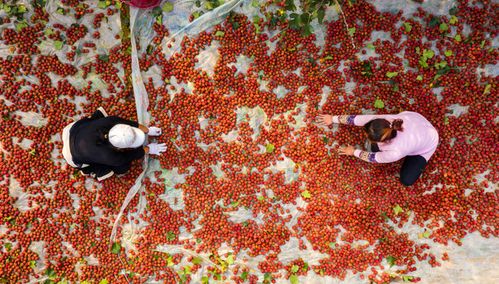10月20日,武邑县武罗农产品种植专业合作社的农民在分拣山楂(无人机