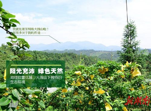 浏阳市国家"农产品地理标志"之一:大围山梨