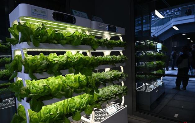 国产首个植物工厂建成不晒太阳垂直化种菜1年能收10茬